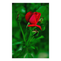 Red rose photo