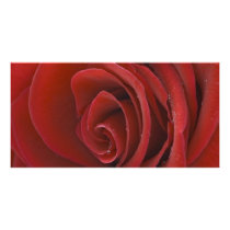 Red Rose Photo Card