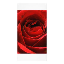Red Rose Picture Card