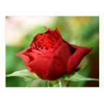 Red Rose Post Card