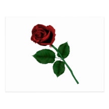 Red Rose Post Cards