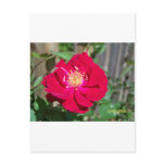 Red Rose Postcards