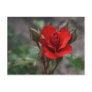 red rose post cards
