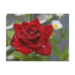 Red Rose Post Card