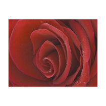 Red Rose Postcard
