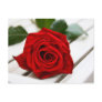 Red Rose Postcards