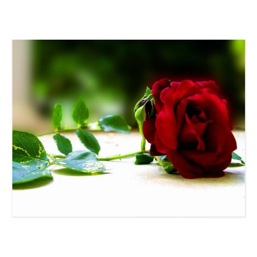 Red Rose Postcards