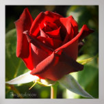 Red Rose Poster