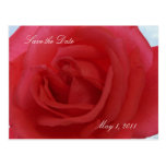 Red Rose Save the Date Post Card