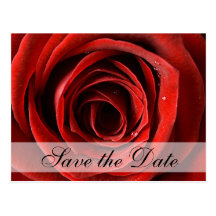 Red Rose Save the Date Postcard