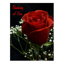 Red Rose Verticle Postcard