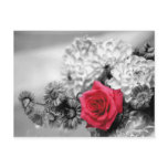 Red Rose with Black and White Background Post Card