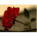 Red Roses Flowers Photo Cut Outs