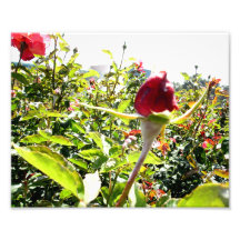 Red Roses In The Back Photographic Print