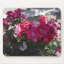 Red Roses Trimmed in White Mousepads