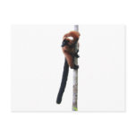 Red-ruffed lemur on a tree post cards
