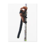 Red-ruffed lemur on a tree postcards