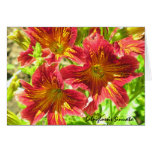 Red Salpiglossis Sinuata Flower Card