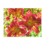 Red Salpiglossis Sinuata Flower Postcard