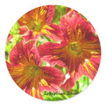 Red Salpiglossis Sinuata Flower Sticker