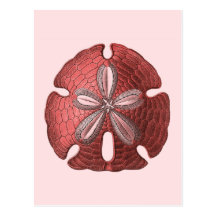 Red Sand Dollar Post Card