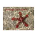 Red Sea Star - Postcard