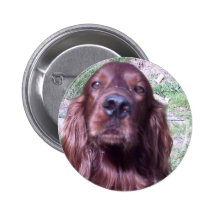 Red Setter Buttons