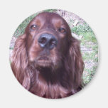 Red Setter Refrigerator Magnet