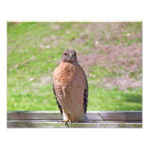 Red Sholdered Hawk Photo