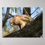 Red Shouldered Hawk Print