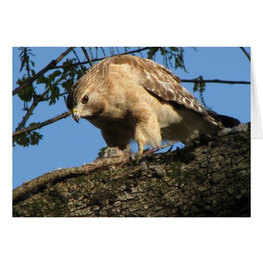 Red Shouldered Hawk with Prey Card