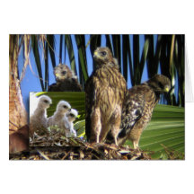 Red-Shouldered Hawks • Joe Sweeney - card