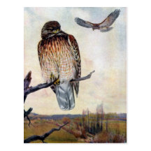 Red-shouldered Hawks Vintage Illustration Postcards