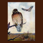 Red-shouldered Hawks Vintage Illustration posters
