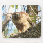 Red-shouldered Mousepad