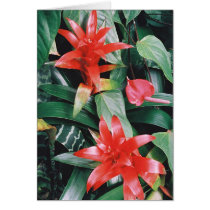 Red Spikey Tropical Flowers Card
