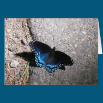 Red Spotted Admiral Butterfly cards