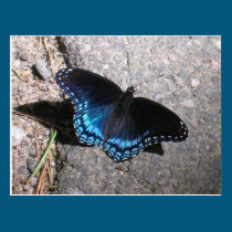 Red Spotted Admiral Butterfly postcards