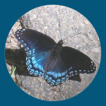 Red Spotted Admiral Butterfly stickers