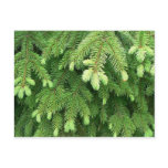 Red Spruce Sprouts 4 Postcards