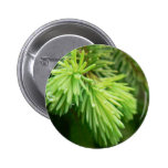 Red Spruce Sprouts Tree Pinback Buttons