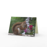 Red Squirrel Birthday Greeting Card