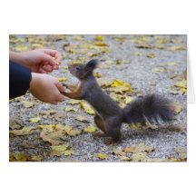 Red Squirrel Cards