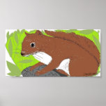 Red Squirrel picture Posters