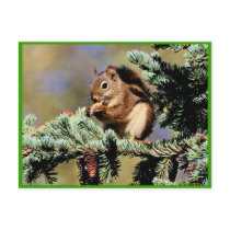 Red Squirrel Postcard