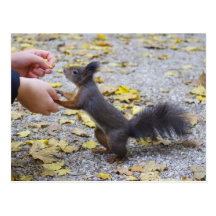 Red Squirrel Postcards
