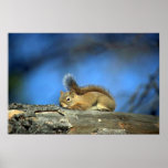 Red Squirrel Posters