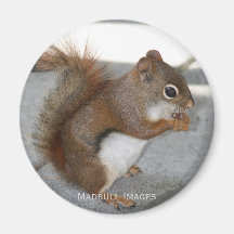 Red Squirrel Refrigerator Magnet