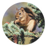 Red Squirrel Round Stickers