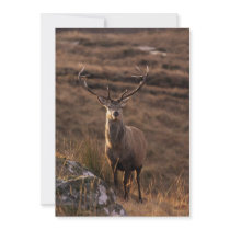 Red Stag Invitation